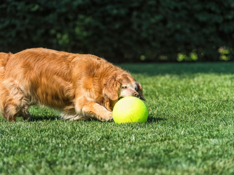 Make Money and Rent Out Your Yard for Dogs